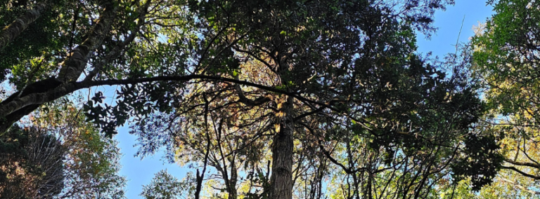 Monumento Natural Lahuen Ñadi